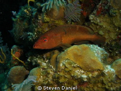 RED Hind at Cleaning Station by Steven Daniel 
